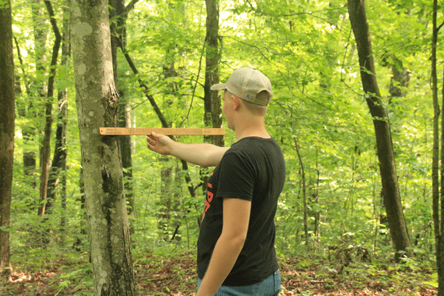 forestry student measuring between trees